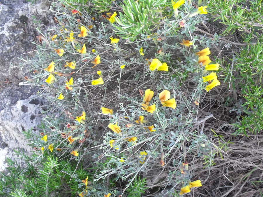 Cytisus spinescens / Citiso spinoso